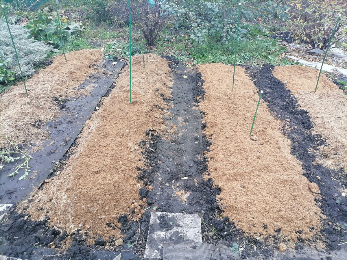 Осенью грядки мульчирую, чтобы зубки оказались на хорошей глубиине и не вымерзли, фото автора