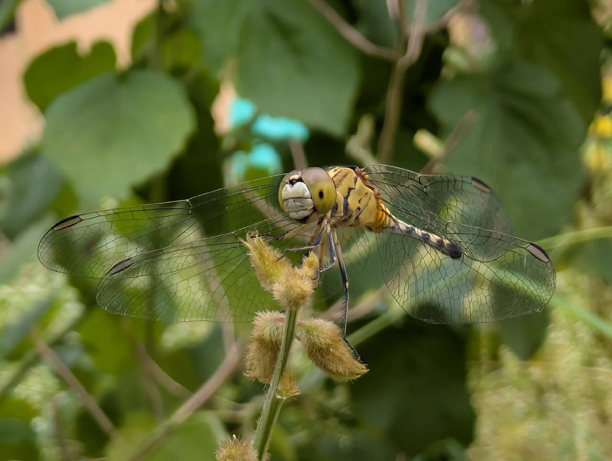 Pixel 9 (широкий угол)