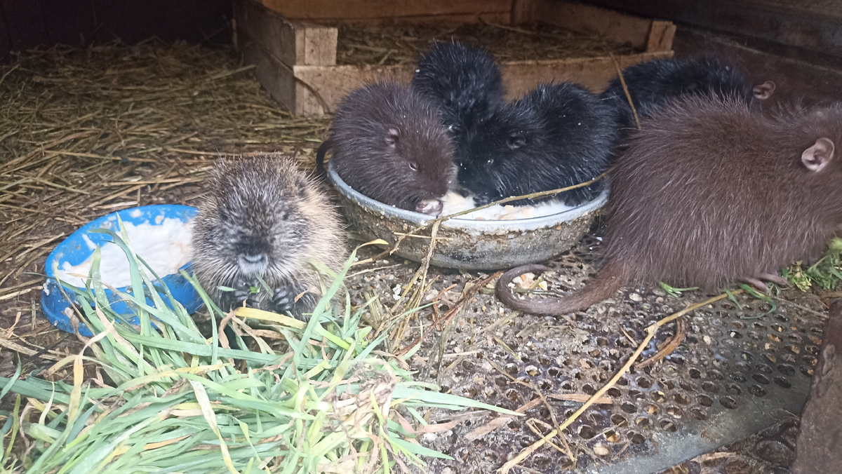 Нутрии - малыши
