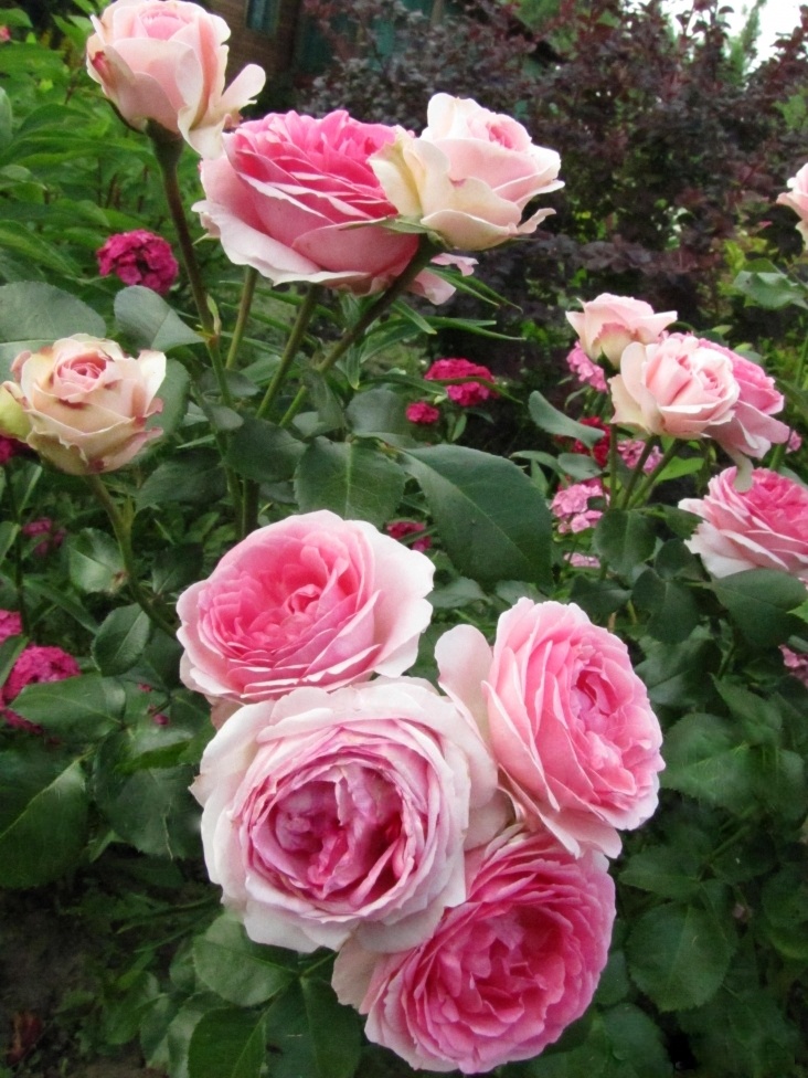 ЭРМИТАЖ флорибунда