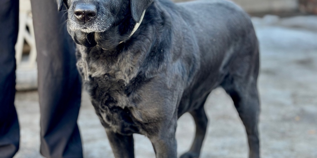 🏡 СРОЧНО! Нужен дом или временная передержка для идеальной собаки! 🐕‍🦺❤️