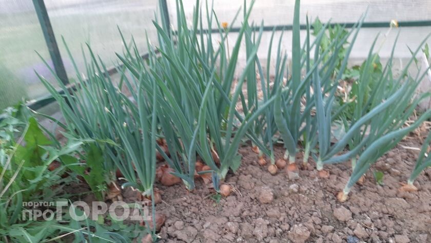 Ложка  соды на севок – и лук вырастет размером с теннисный мяч и мощными перьями