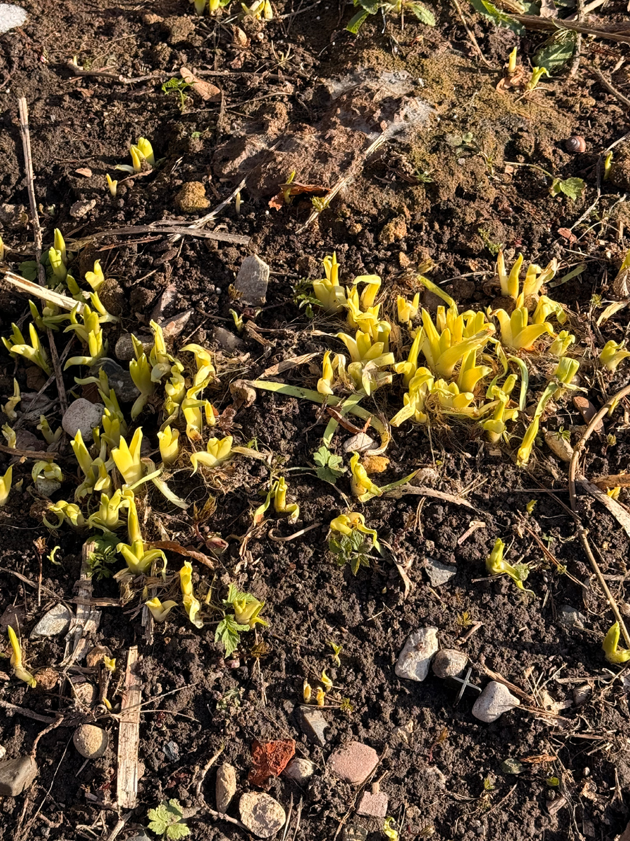 Немного почистила лилейники