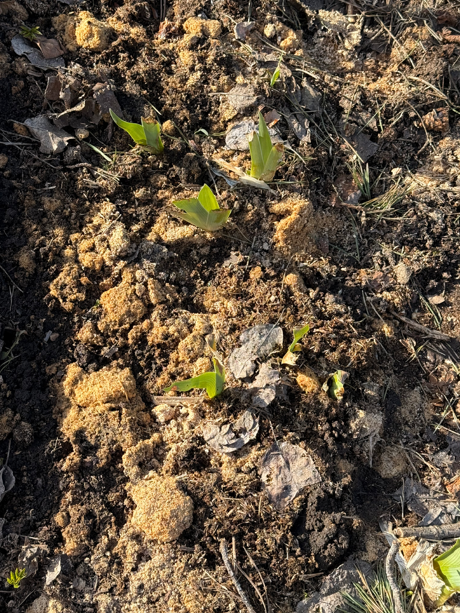 Почистила ирисы, хотя еще оставила немного опилок, которыми мульчировала всю клумбу