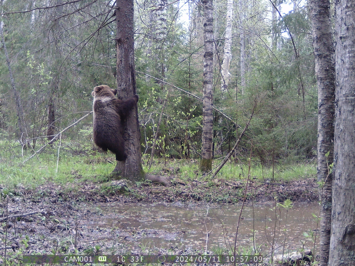Медвежонок-лончак интересуется прошлогодними метками. Фото автора.