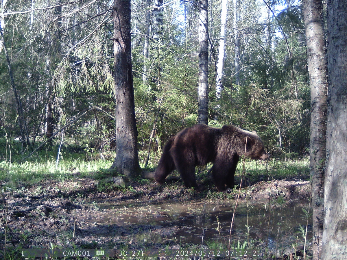 Среднего размера особь (вероятно самка) интересовалась запахами со ствола дерева и поверхности грунта. Фото автора.