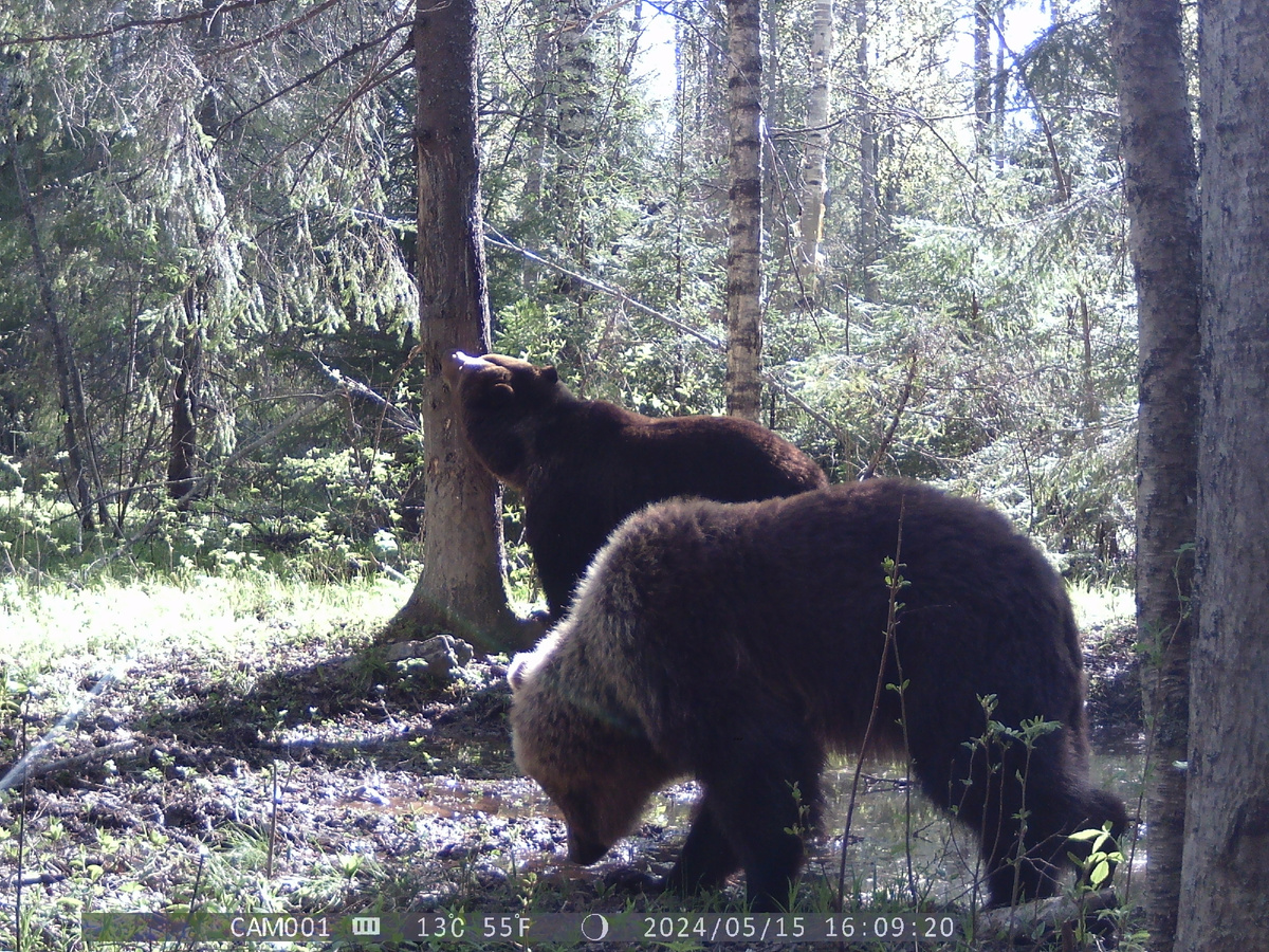Гонная пара: самец-субдоминант (ширина передней лапы 13 см) и самка (ширина передней лапы 11 см). Фото автора.
