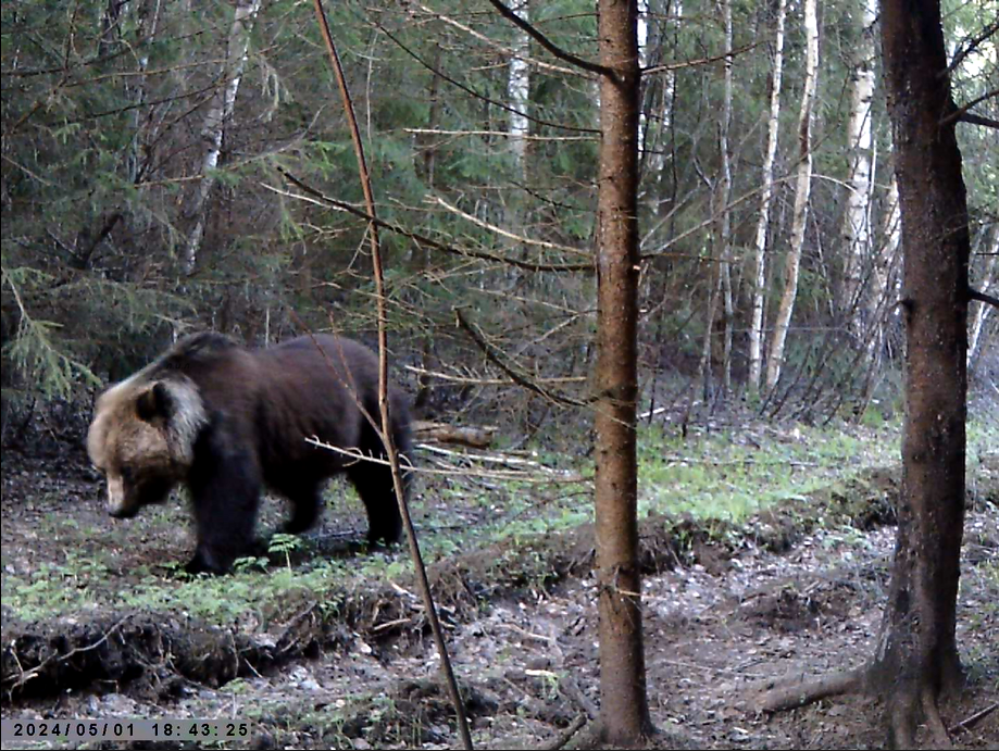 Самка проследовала локации, не интересуясь запахами, но на следующей все-таки задержалась. Фото автора.
