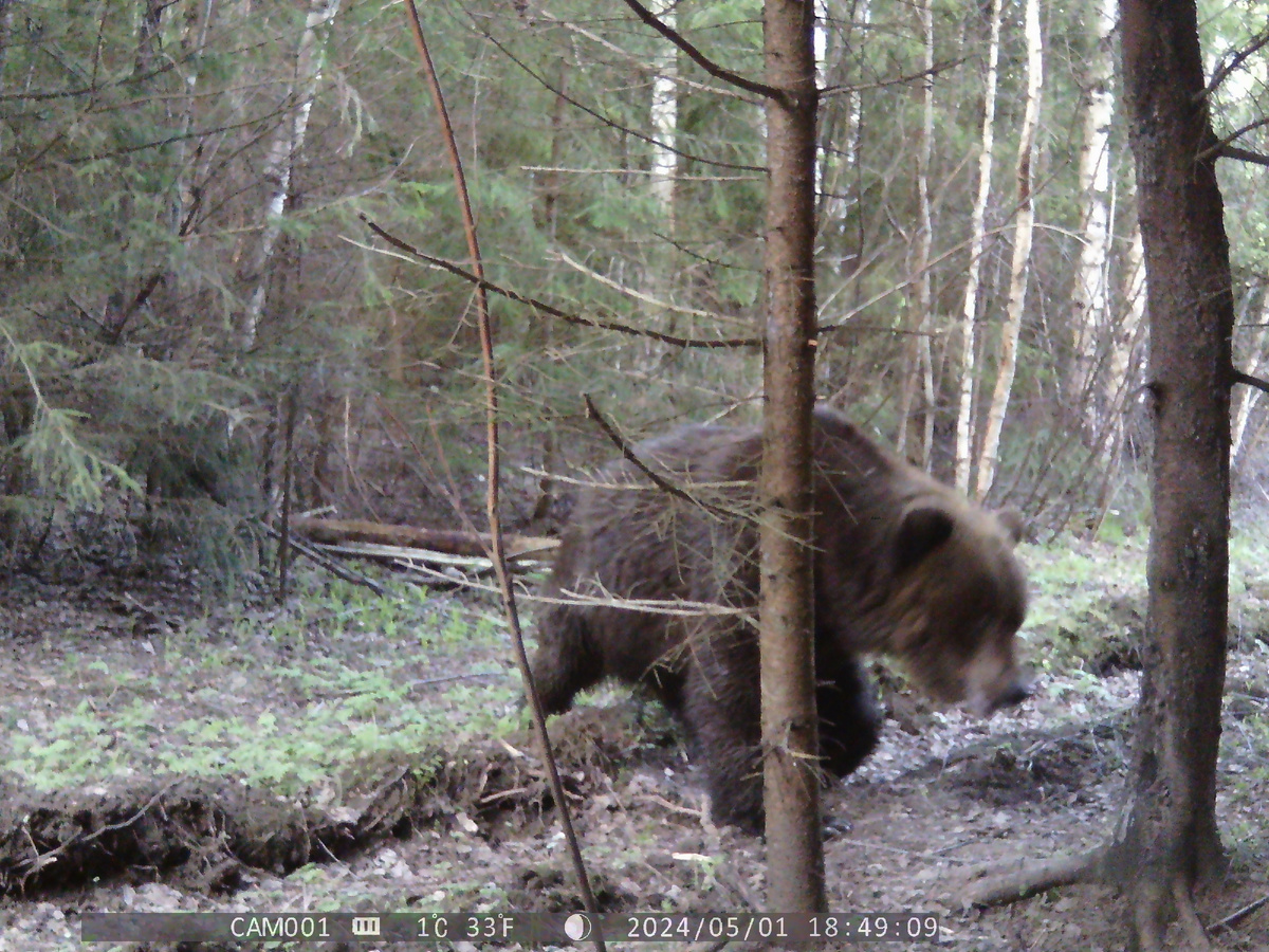 Через 5 минут появился доминантный самец и оставил свой запах на дереве. Так происходит процесс постепенного сближения самца и самки. Фото автора.