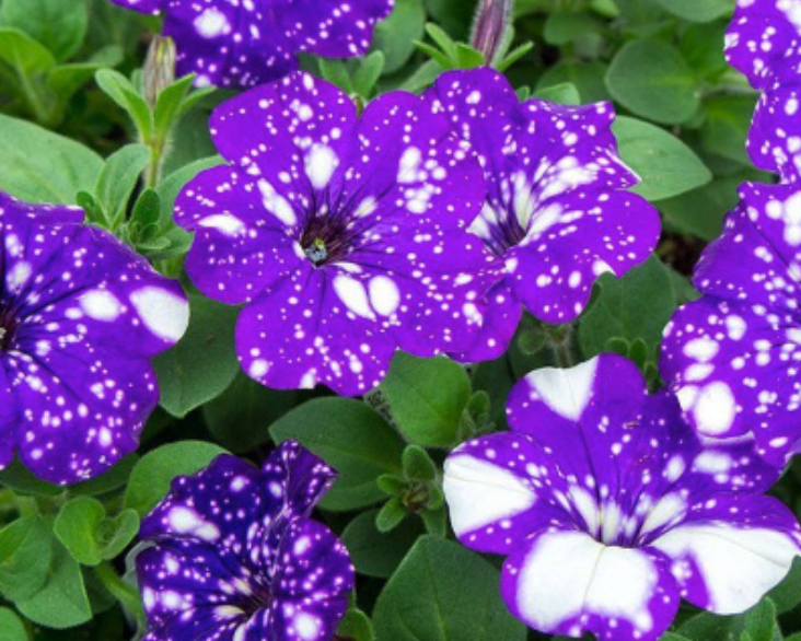 "Ночное небо" я сажала 2 года назад. 