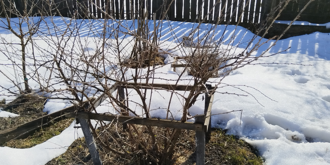 Уход за крыжовником весной от вредителей и болезней.