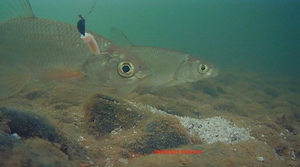 Ельцовое реалити