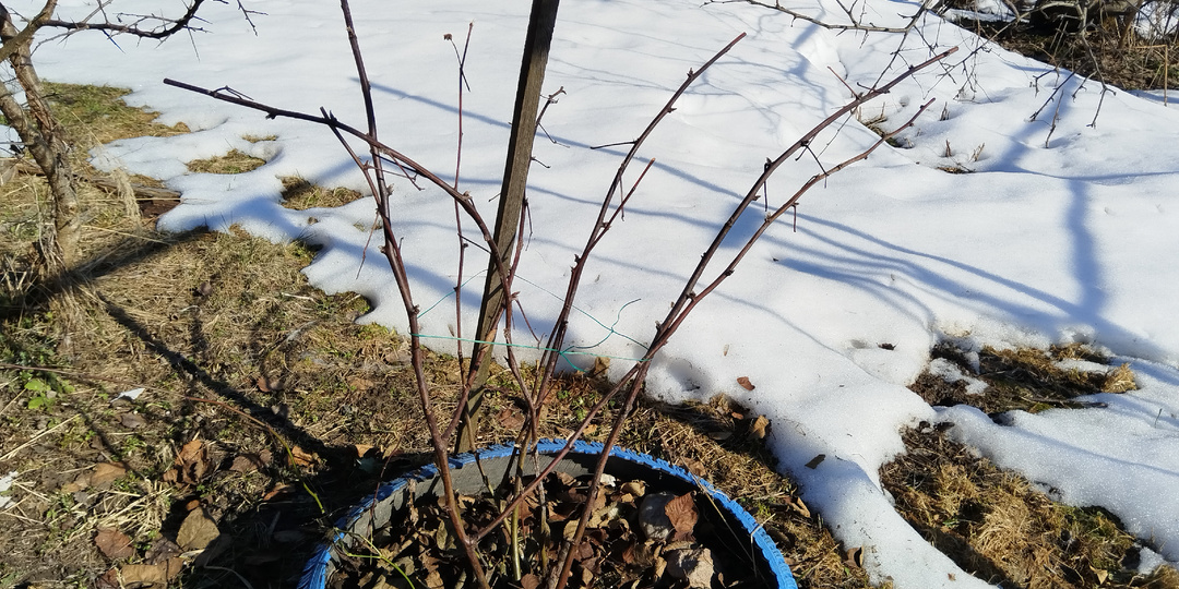 Уход за ежевикой весной от вредителей и болезней.