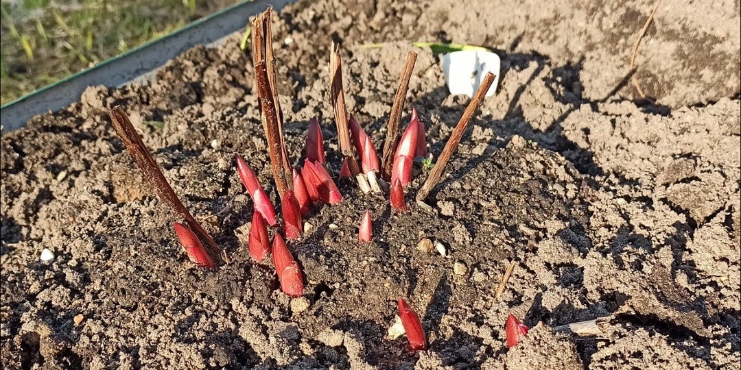 Весенний уход за пионами: первый этап корневой подкормки