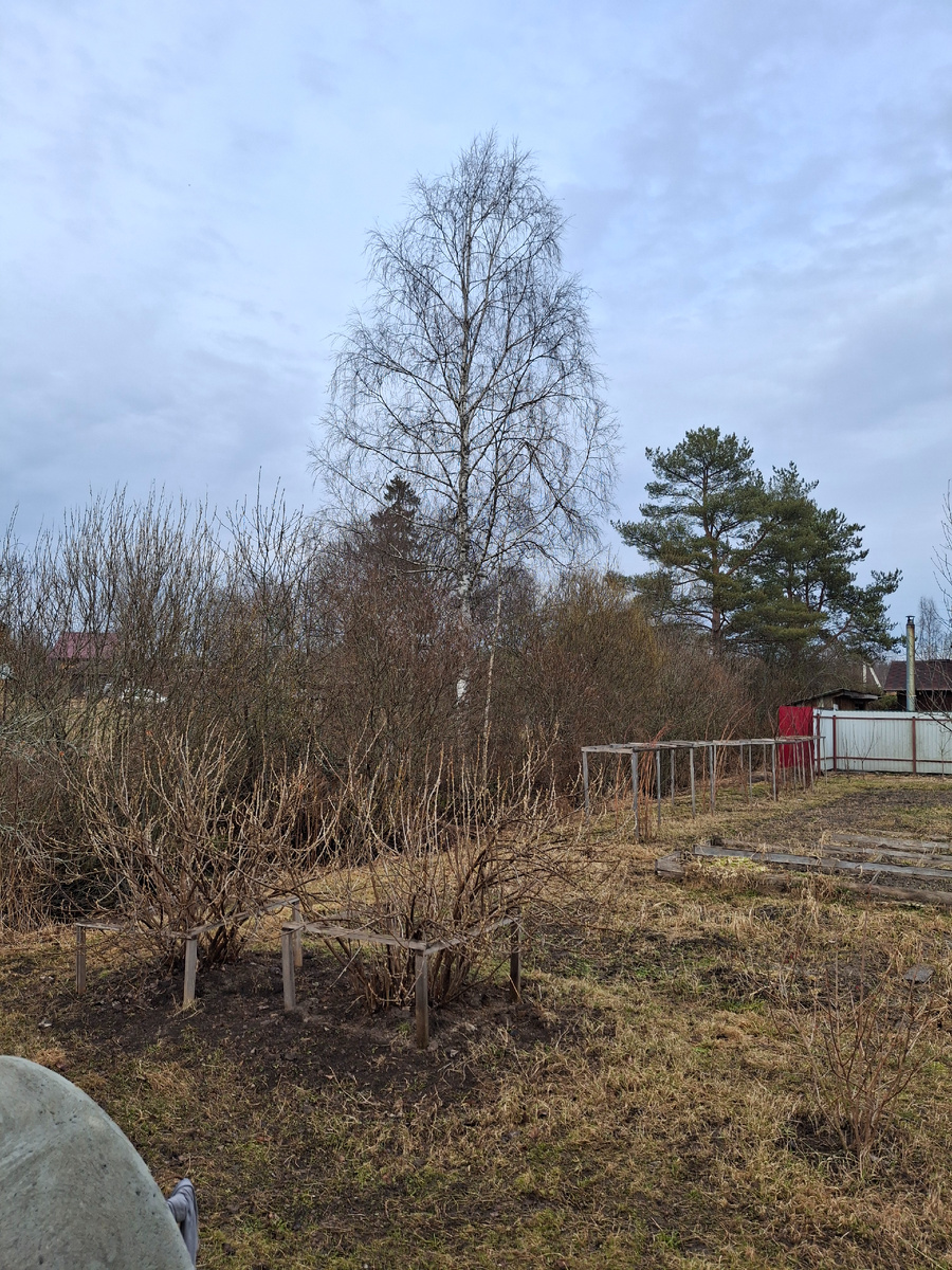 На даче. Моя любимая березка. Апрель, все еще только начинается.