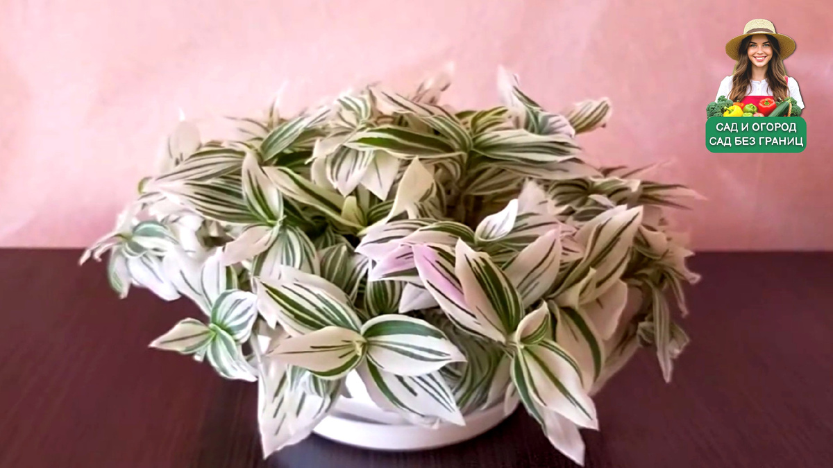 традесканция белоцветковая 