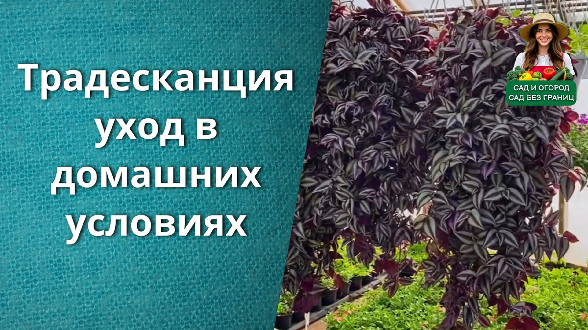 Традесканция уход в домашних условиях.