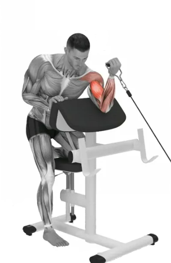 Концентрированные сгибания рук на бицепс: почему это упражнение должно быть в вашей программе.