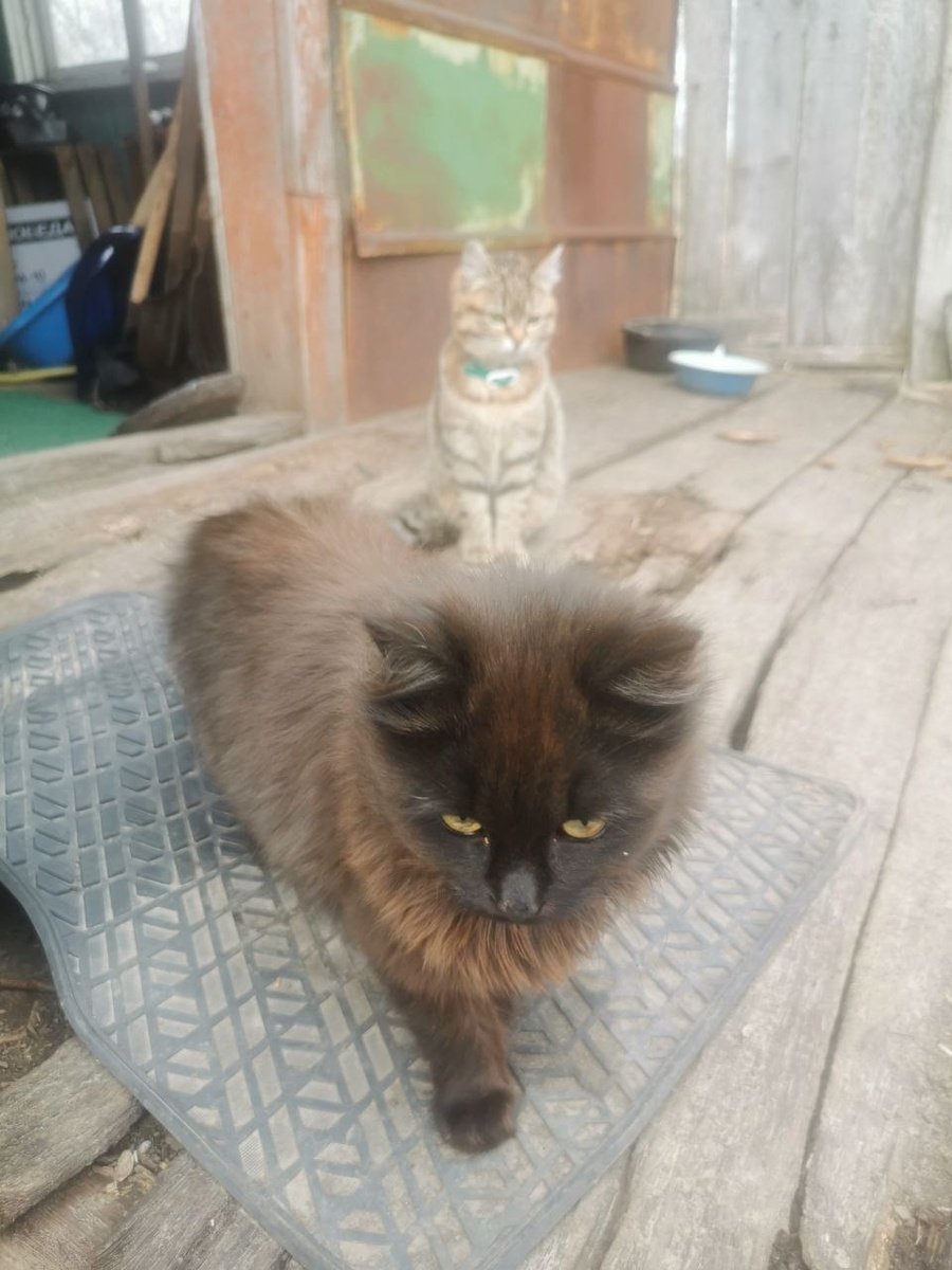 самые милые мяуты