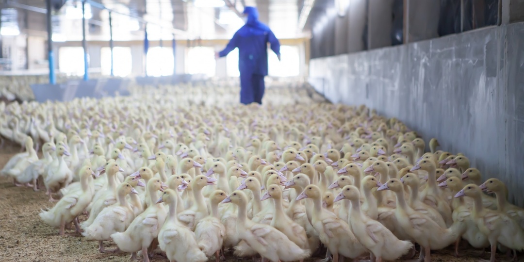 Франция вакцинировала 50 млн уток от птичьего гриппа — вот что получилось