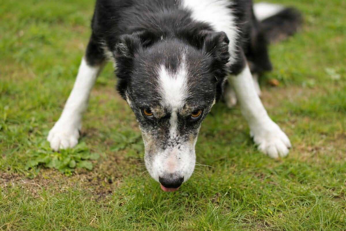 Бывает ли у собак шизофрения