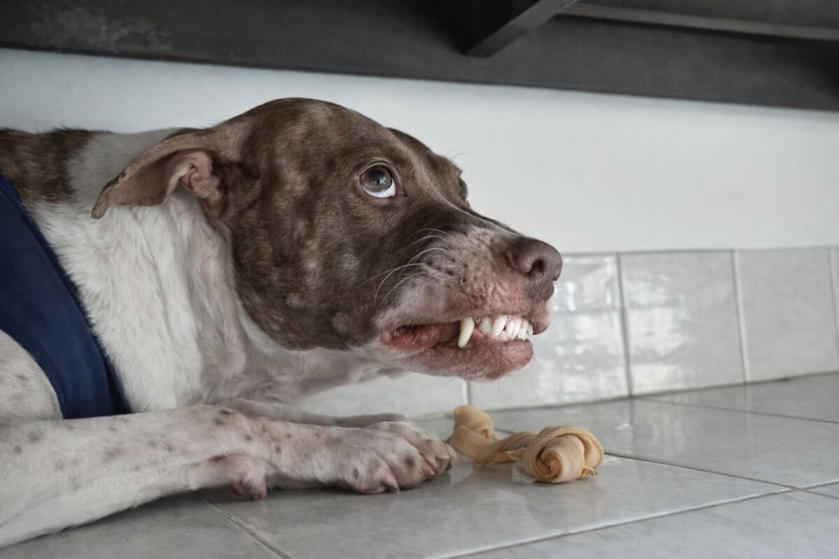 Может ли собака страдать шизофренией