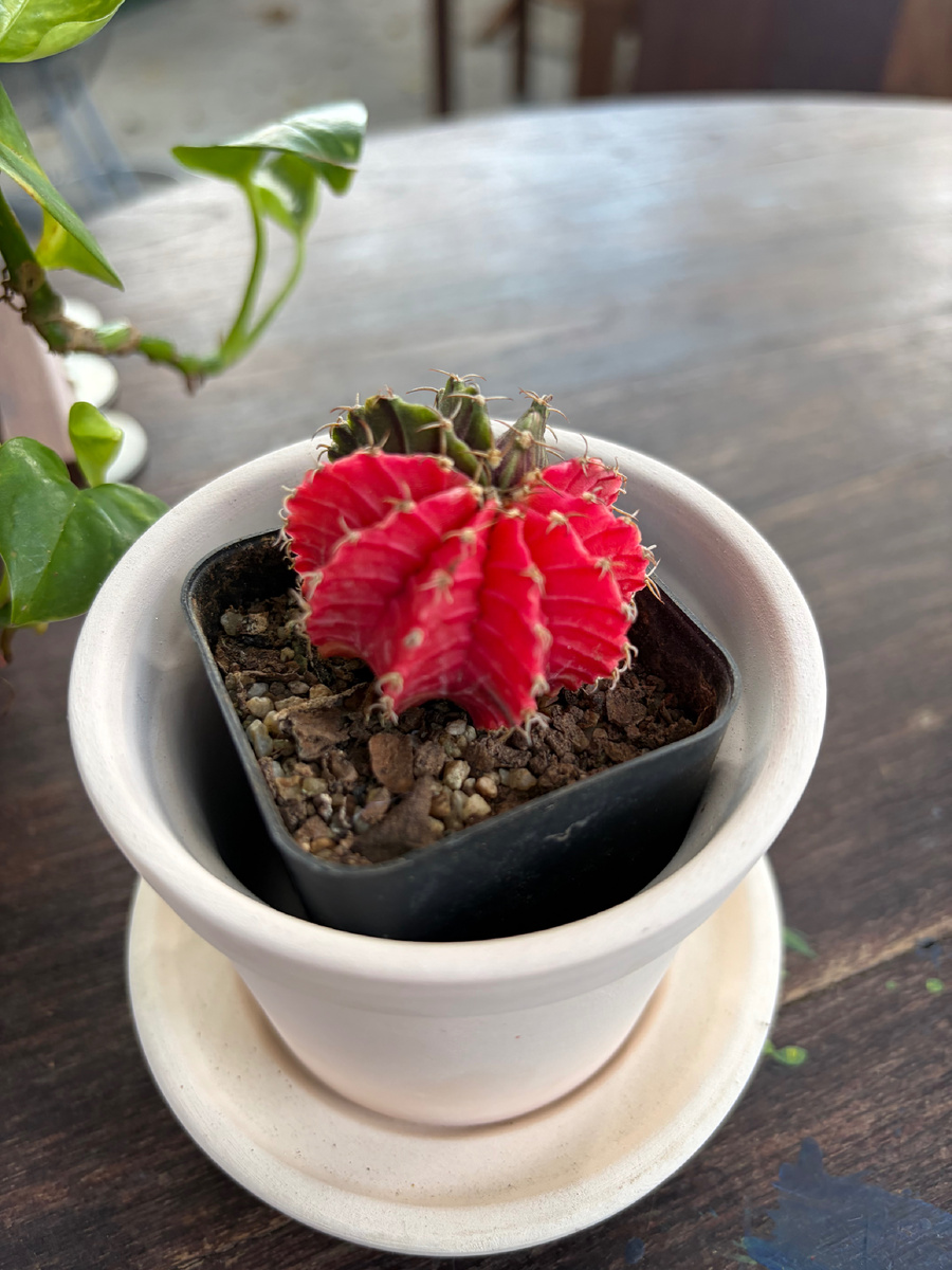 Я вот тоже не удержалась, у меня новый кактусенок теперь растет