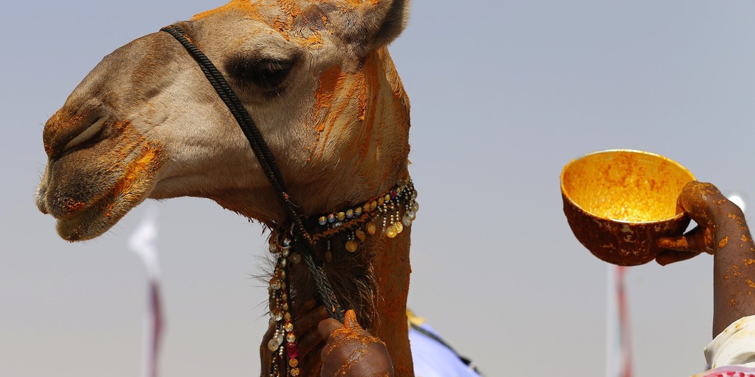 На конкурсе красоты среди верблюдов нашли животных с пластическими операциями