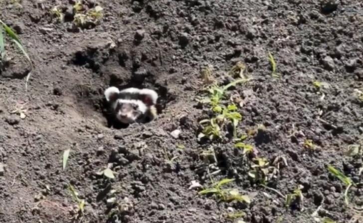    минприроды КО