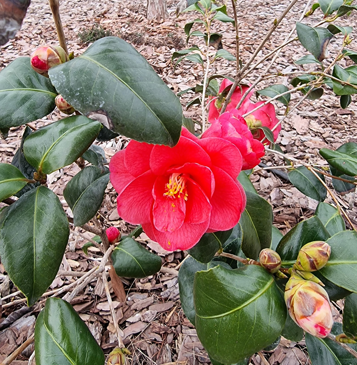 Какая-то японская камелия, приехавшая вместо османтуса. 