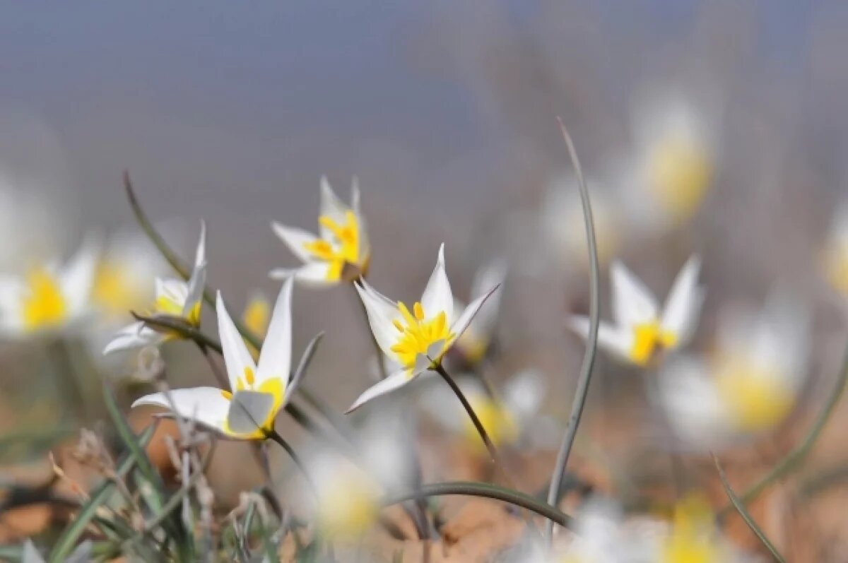    Астраханцев приглашают на фестиваль «Степной тюльпан Богдо»