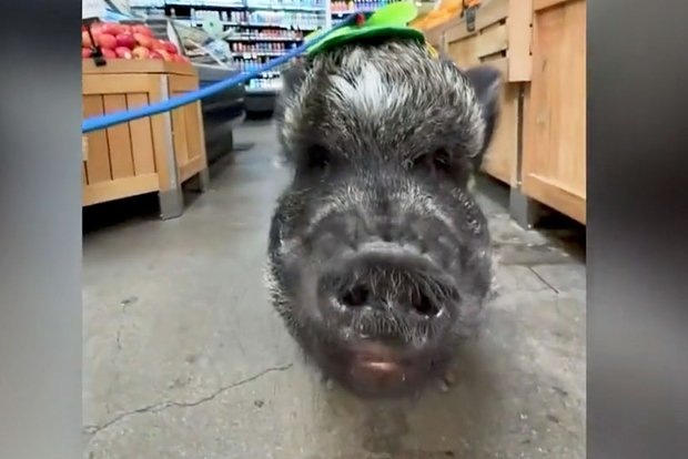 Кадр: @merlinthepig