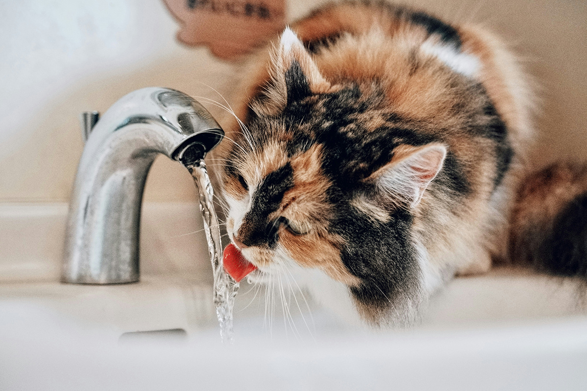    Фото: Sugarman Joe / Unsplash.com