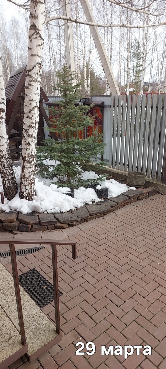 Большую часть снега мы переложили сюда. Под ель.