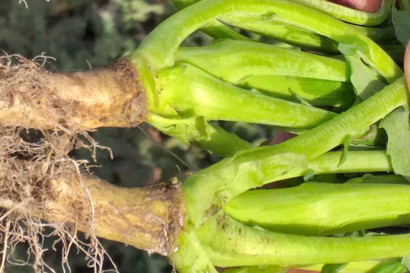    Фото: пресс-служба Ставропольского филиала Россельхозцентра Сергей Иванов