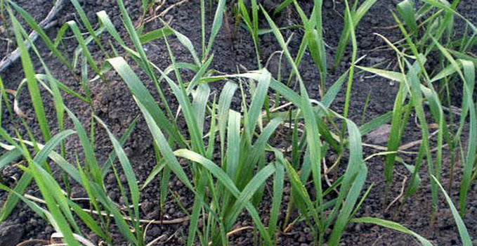 Эти ребята не сдаются просто так