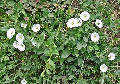 Вьюнок не любит, когда земля закрыта. Мульча и сидераты — наше всё