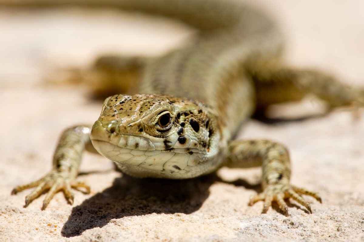 Фото с сайта: https://urbakipets.com/training-reptiles-can-you-really-teach-a-lizard-to-follow-commands/
