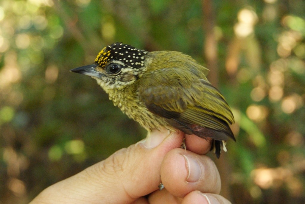 Picumnus aurifrons Золотолобый Дятелок Бразилия, фото edson_guilherme