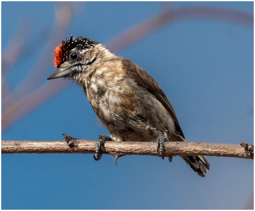 Picumnus limae Охристый Дятелок Бразилия фото icaropaiva