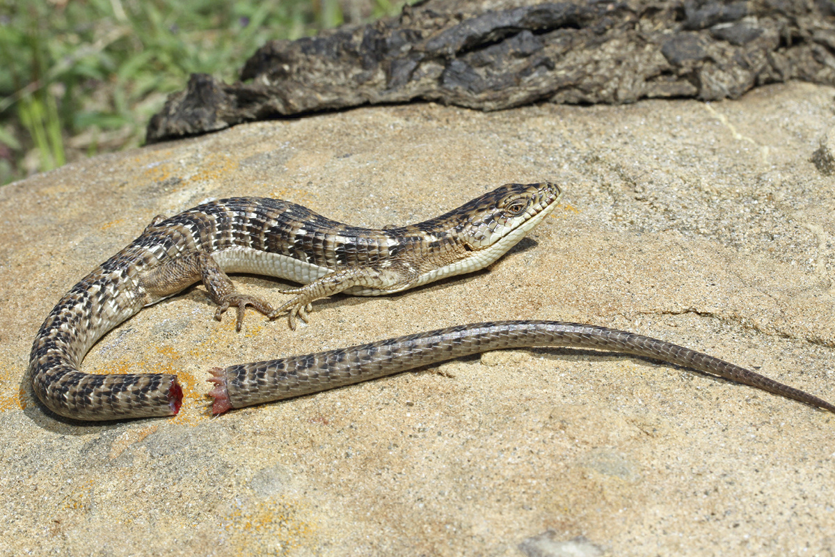 Фото с сайта: https://04v.ru/08/185517