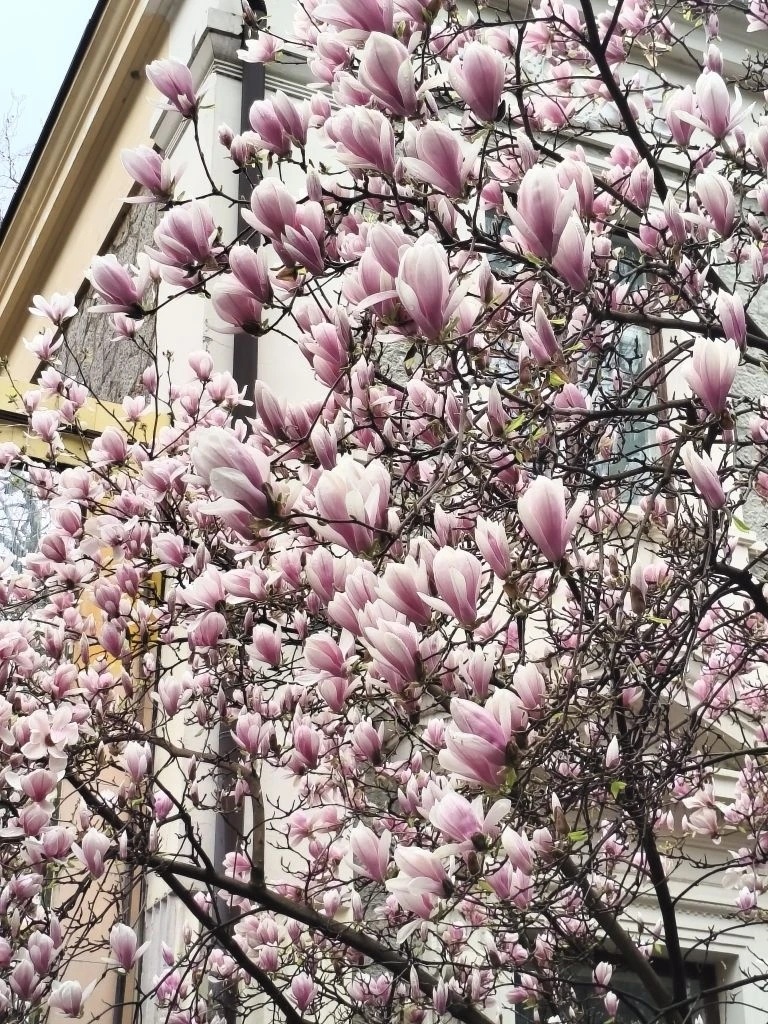 Ялта цветёт 🌸🌸🌸