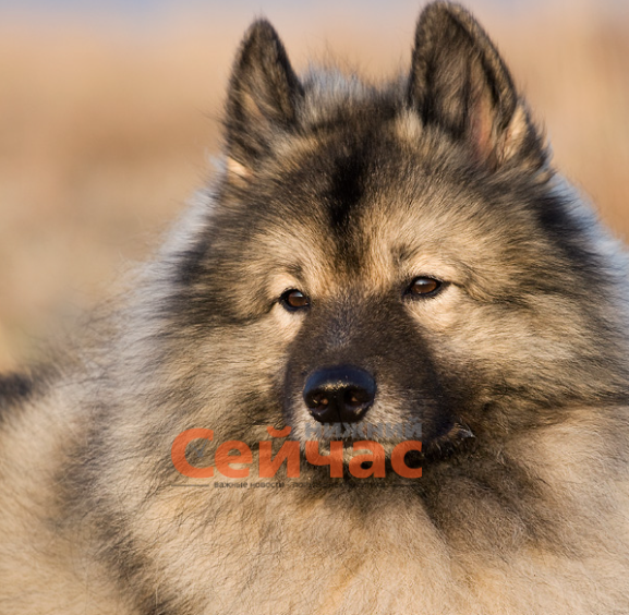    Фото: Википедия Иван Воробьев