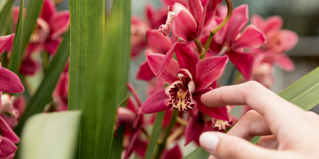 Я не смогла ПОМОЧЬ своей первой орхидее при пересадке. Теперь знаю 3 смертельные ошибки, которые совершают 95% новичков