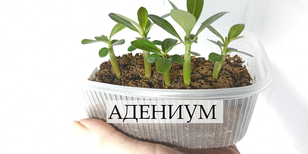 Адениум из семян: 2 приёма при первой пересадке сеянца для ствола-бочки