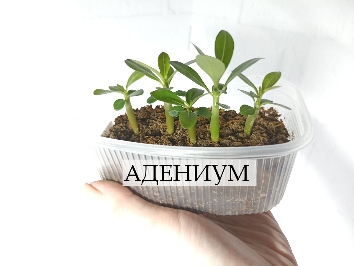 Я посеяла адениум 15 февраля. Получается, сеянцам 1,5 месяца