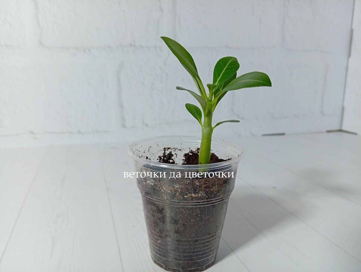 Часть сеянцев сидели в общем контейнере, часть - в индивидуальных стаканчиках на 100 мл