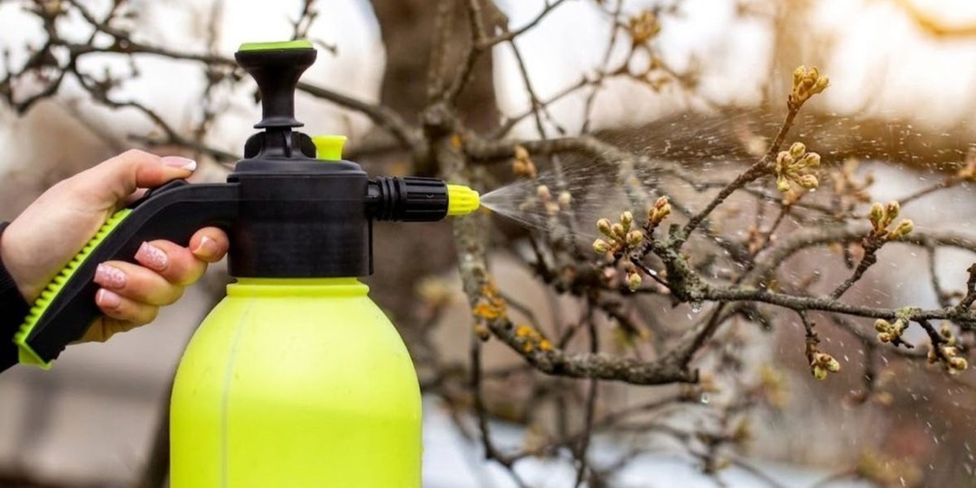 Сад без парши и плодожорки — правила весенней обработки