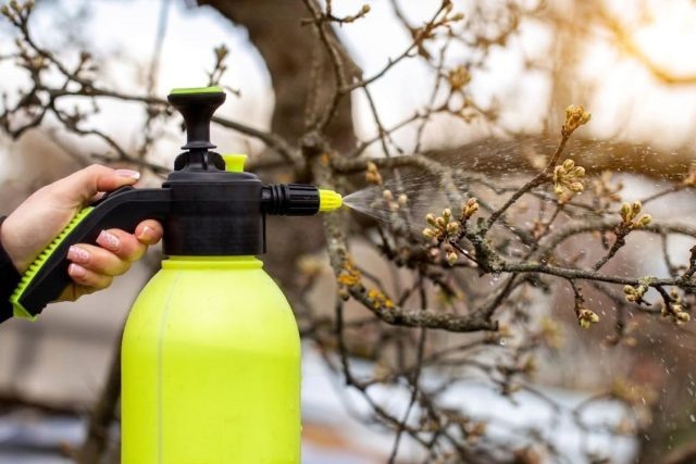 Сад без парши и плодожорки — правила весенней обработки  📷

