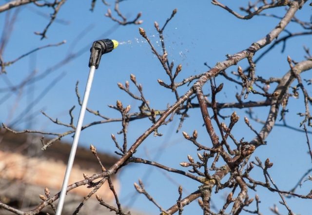 Пока деревья только просыпаются, в коре и опавшей листве уже активизируются споры грибков и зимующие вредители. Именно в этот момент их проще всего остановить — позже они закрепятся и начнут массовое размножение.  📷
